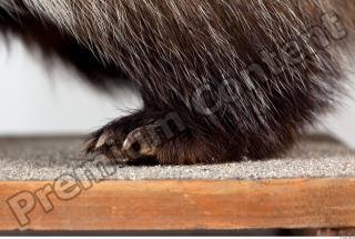 Badger leg photo reference 0003